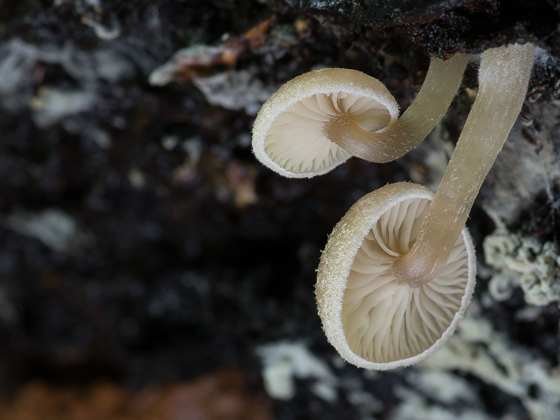 Trichocybe puberula